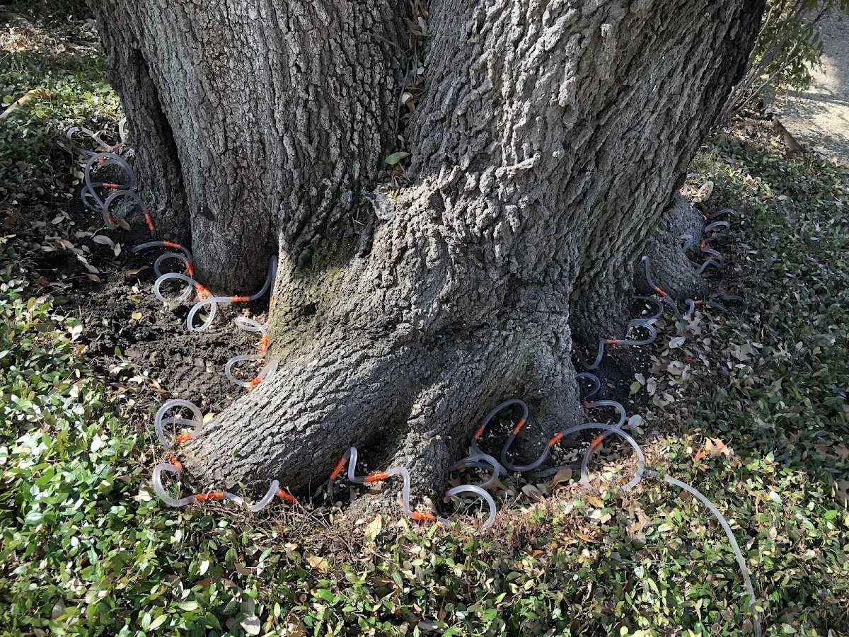 Detailed Tree Cabling and Bracing job site in Tooele
