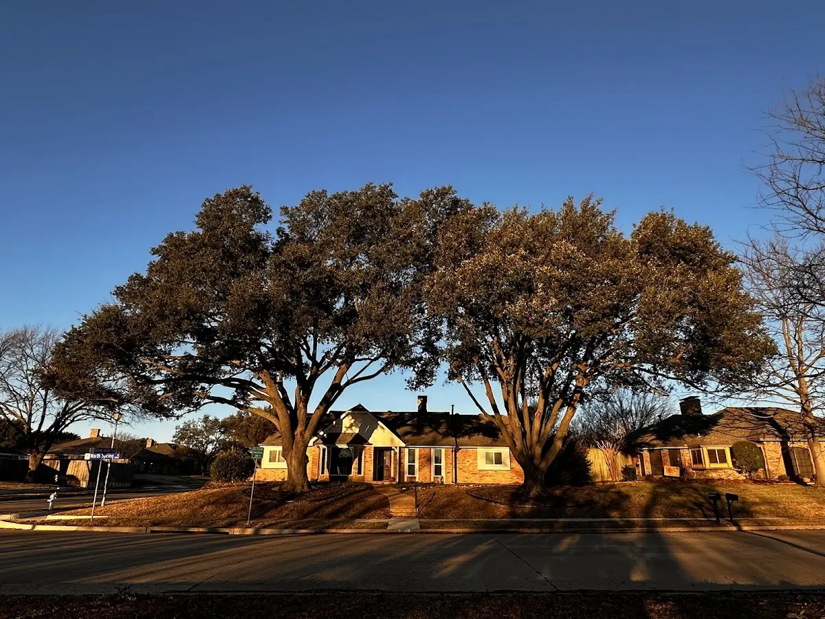 Established residential canopy tree shading a home in Tooele